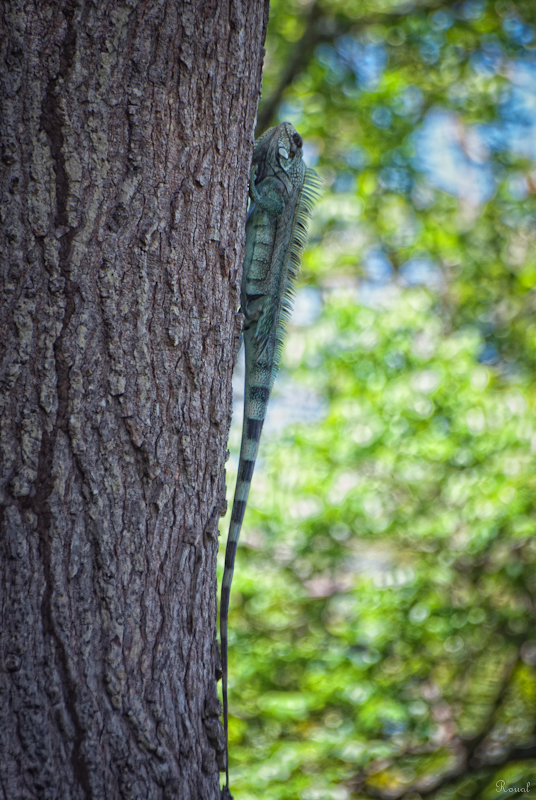 Iguane ROU_3646-Modifier-Modifier-Modifier