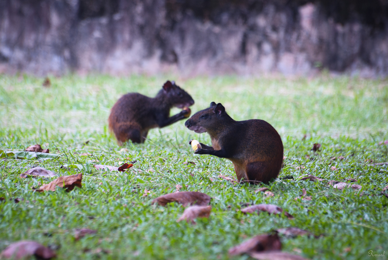 Pic et Poc, agoutis ROU_3545-Modifier-Modifier-Modifier-2