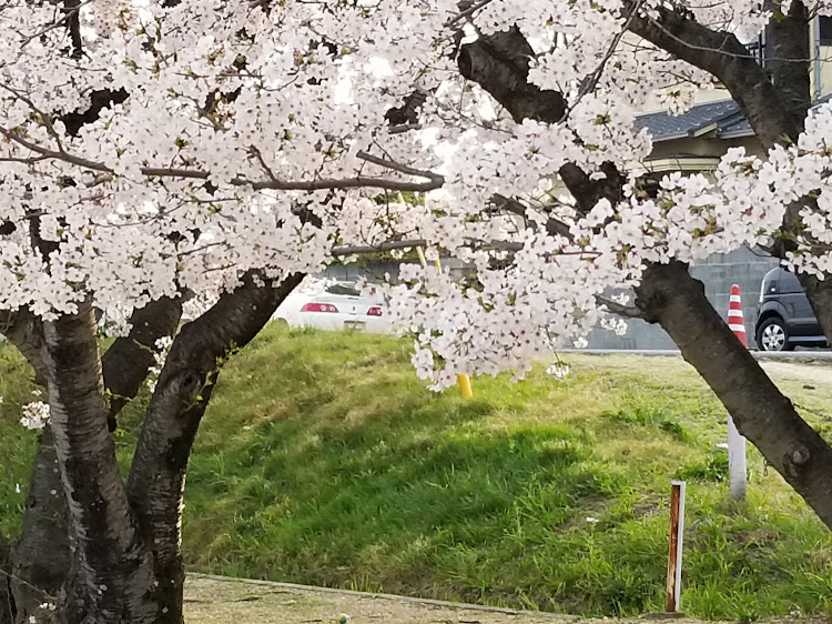 インテグラの桜とコラボに関するカスタム事例の投稿画像2枚目