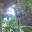 Atlantic forest squirrel