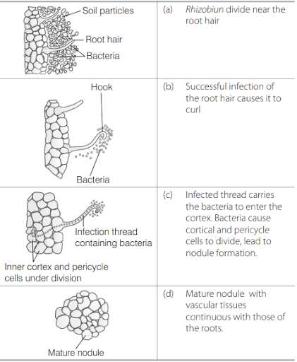 Solution Image