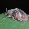 Eucalyptus weevil