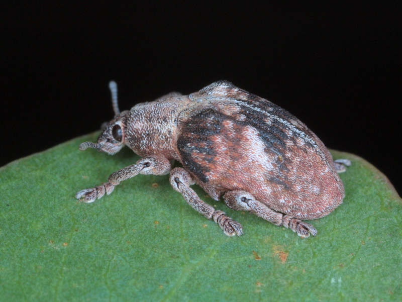 Eucalyptus weevil