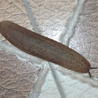 Leatherleaf slug