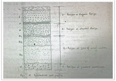Papers Forest Soil Profile