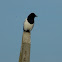 Common magpie