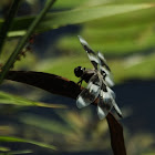 spotted skimmer