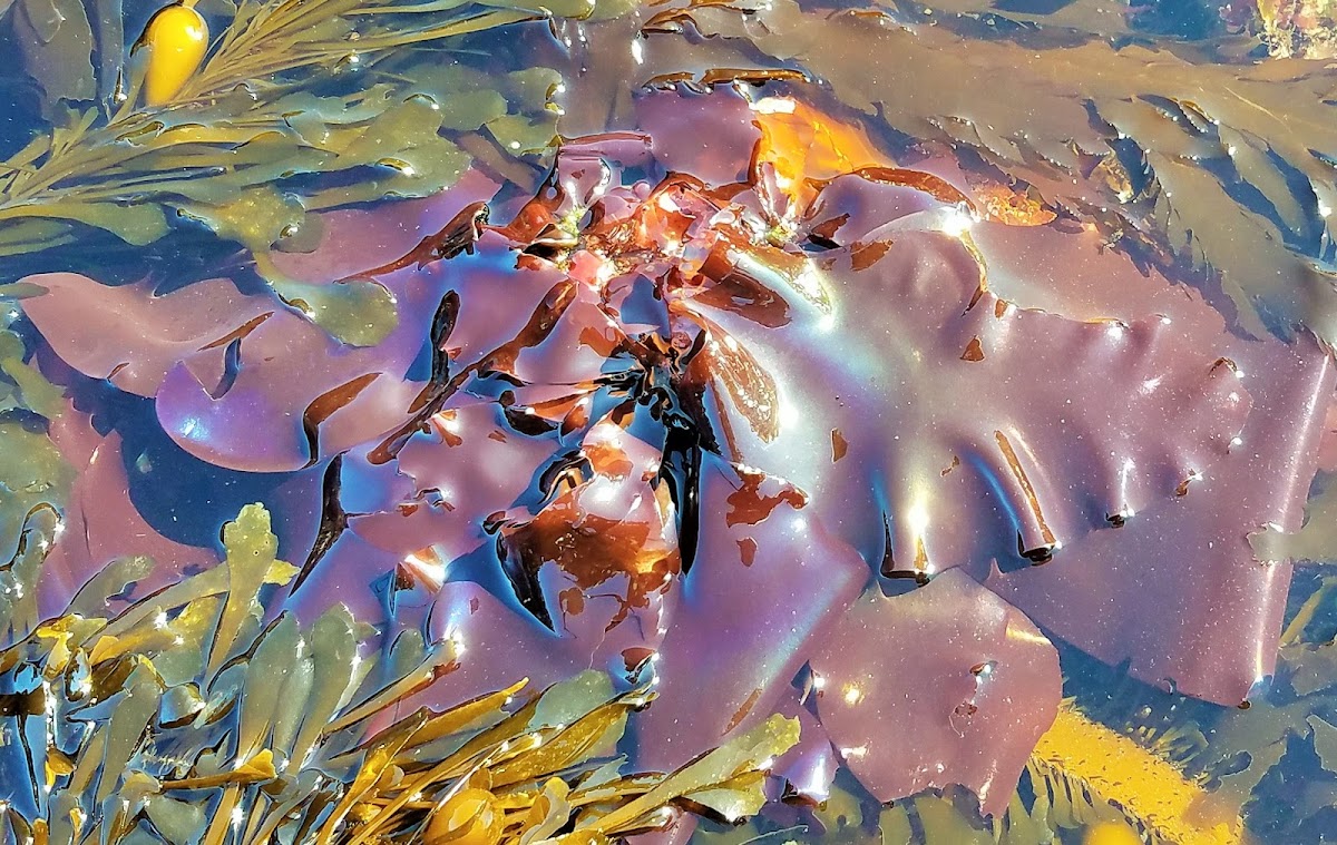 Splendid iridescent seaweed