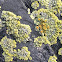 Firedot Lichen