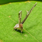 Derbid Planthopper