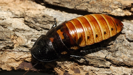 Show your loved one how much you care by naming a giant hissing cockroach after him or her.