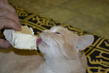 Кошки в нашей жизни. Кошки и все, что с ними связано.