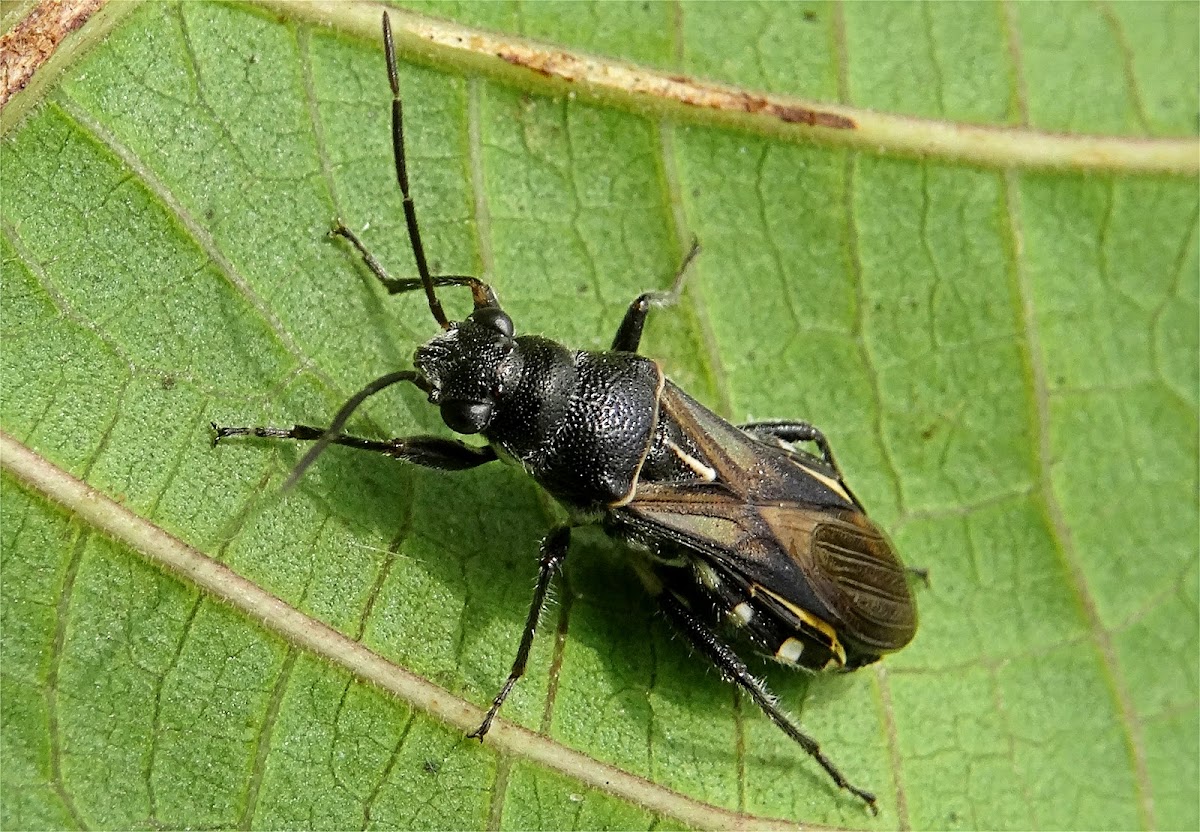 Seed Bug