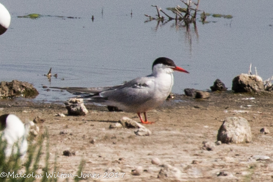 Common Tern; Charrán Común