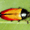 Jewel Beetle