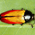 Jewel Beetle