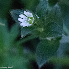 Common Chickweed