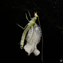 Green lacewings