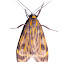 Eucereon Tiger Moth