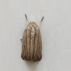 Noctuid Moth