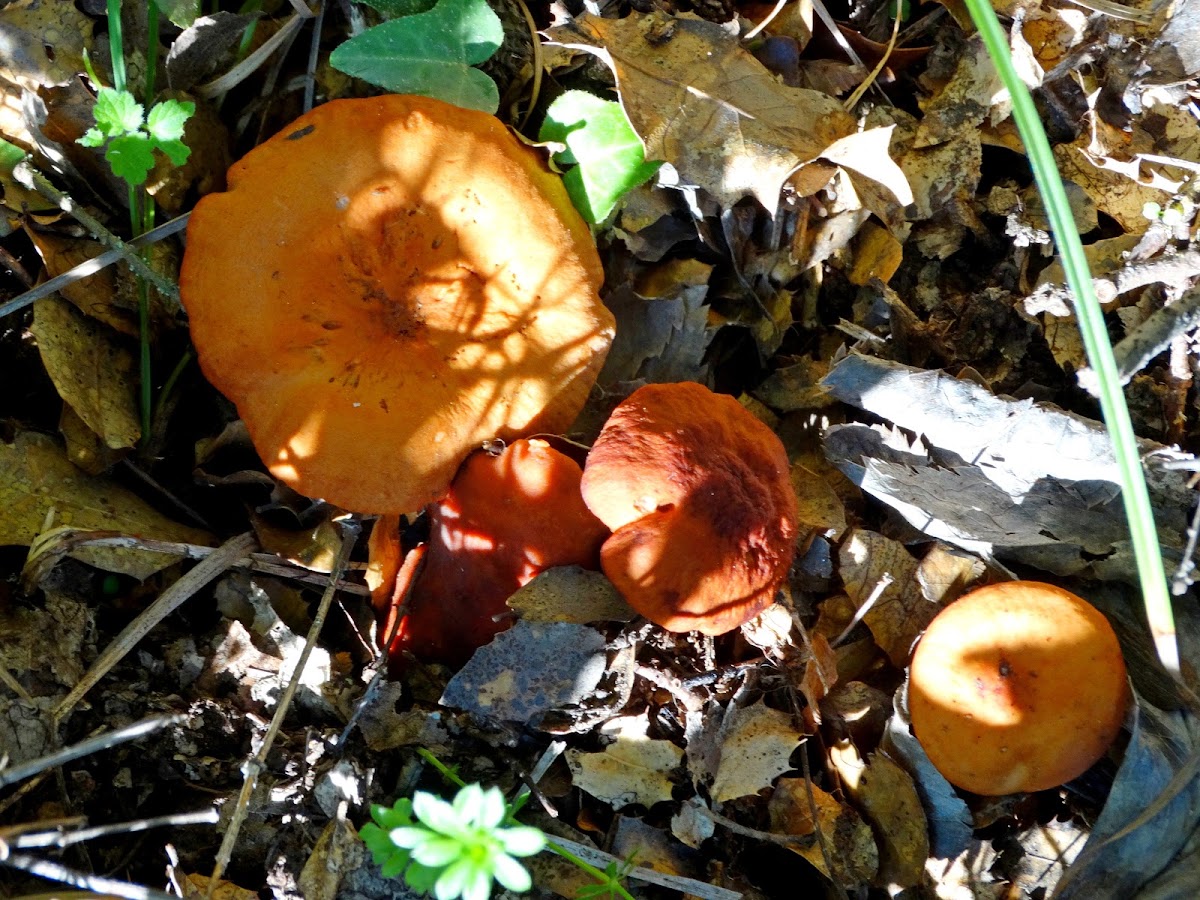 Tawny Milkcap