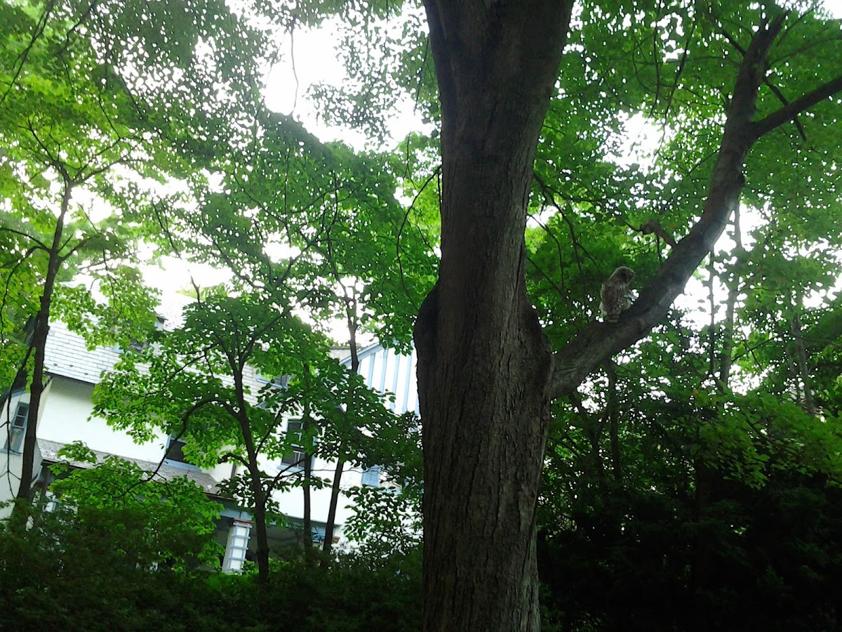 Barred owl