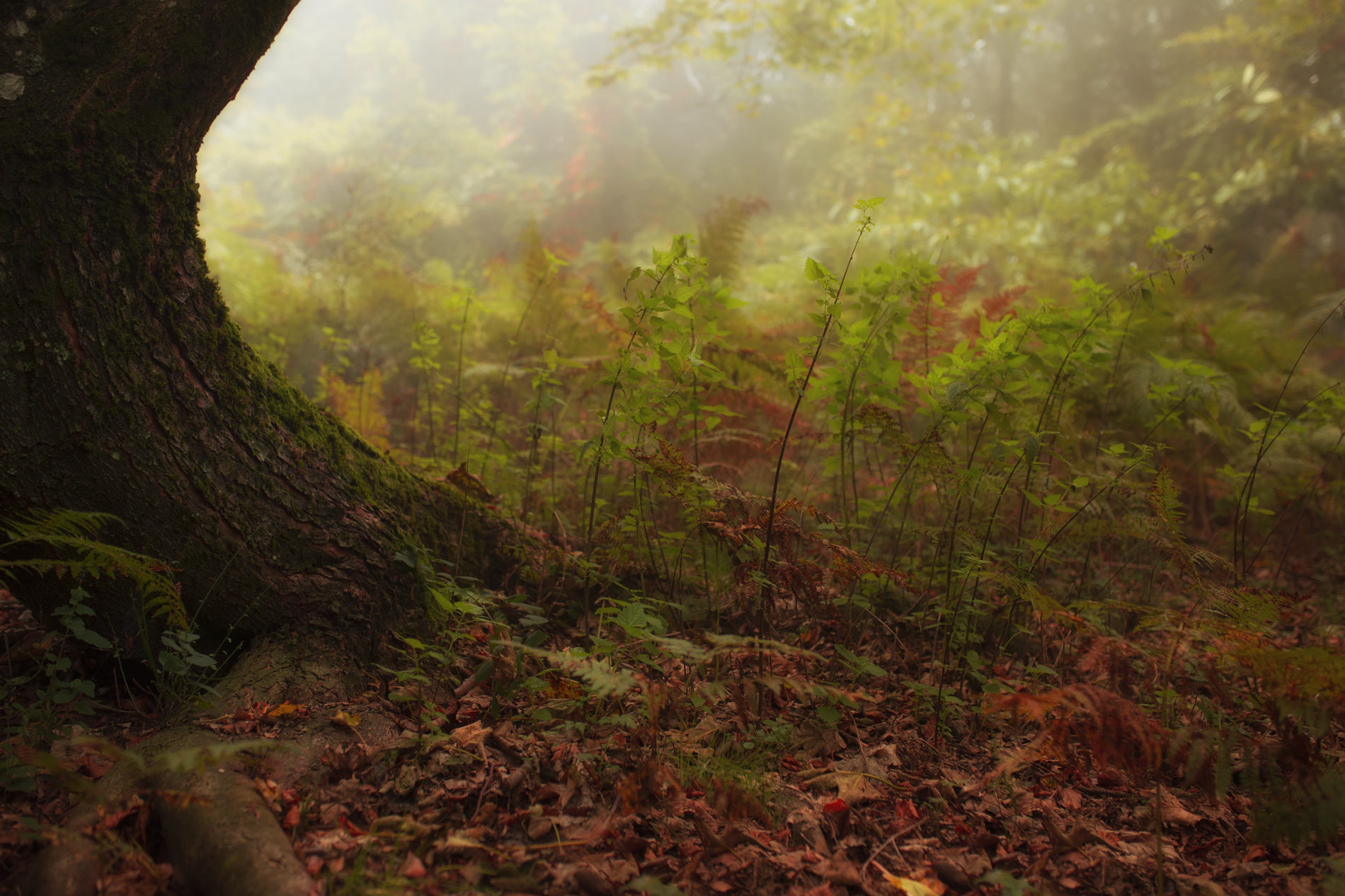 La magia del bosco di rik