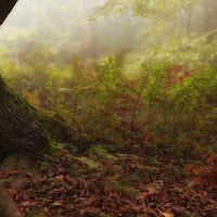 La magia del bosco di 