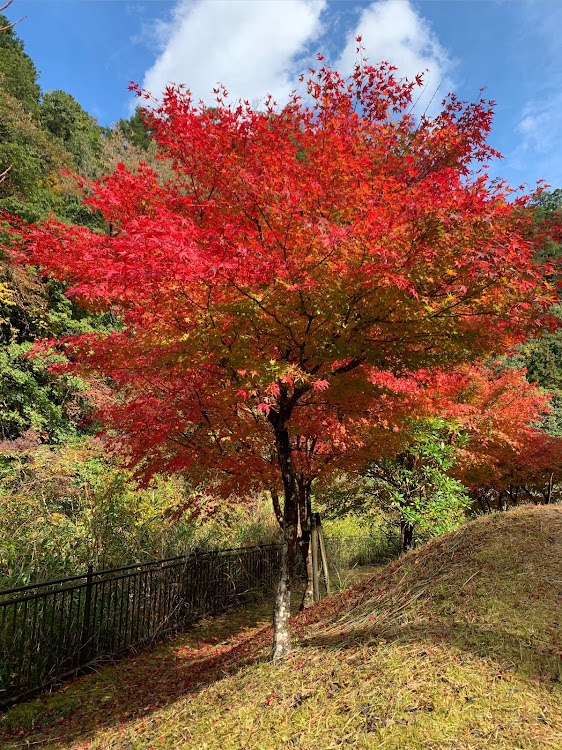 の投稿画像5枚目