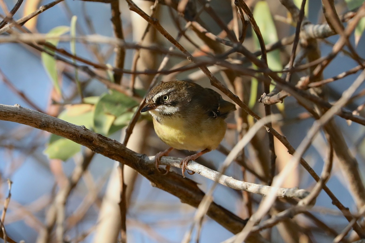 White-browed Scrubwren