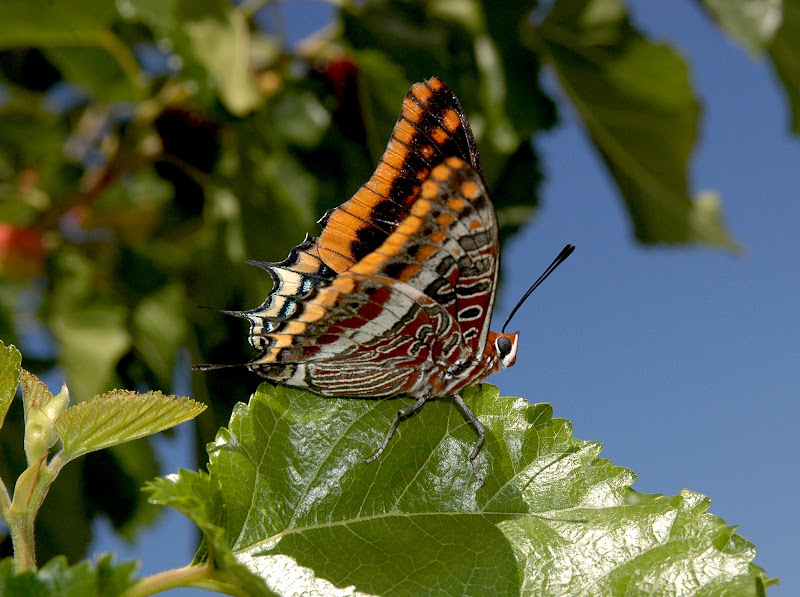 Charaxes jasius di benny48