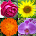 Flowers Quiz - Identify Plants icon