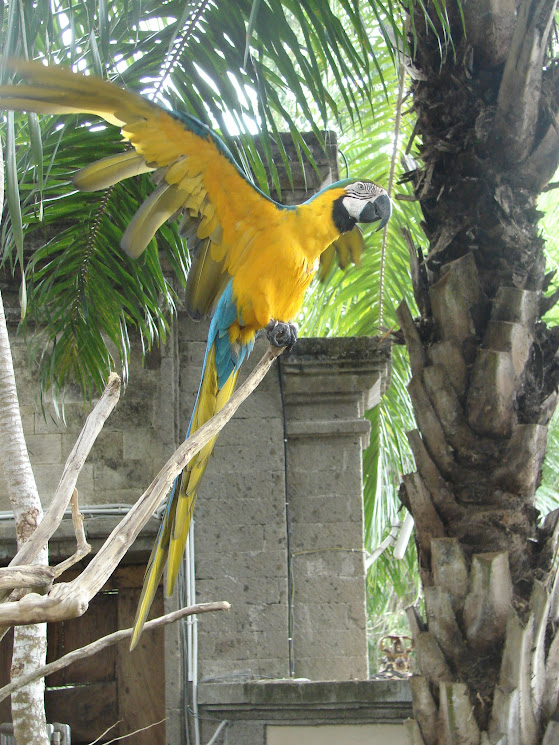 bali bird park