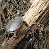 Northern Red-Bellied Cooter