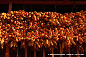 Corn in the Himalayan Sun