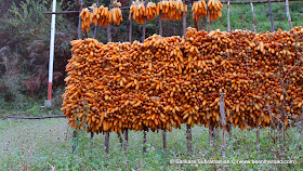 Corn - left to dry