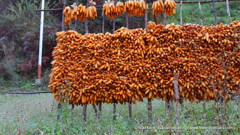 Corn - left to dry