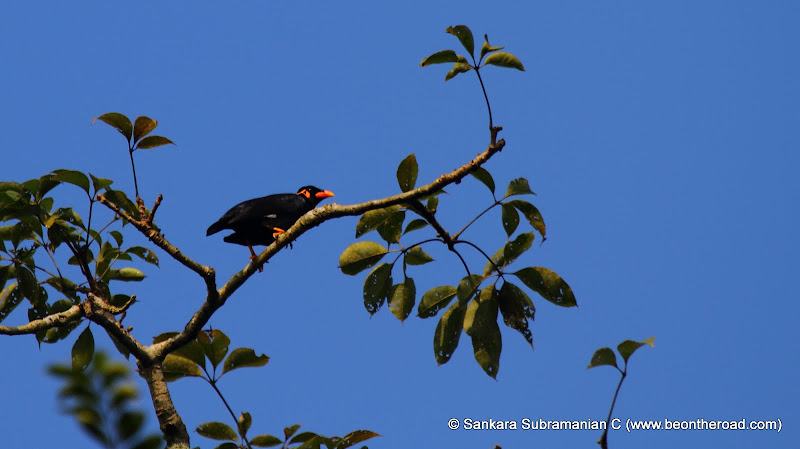 Hill Myna