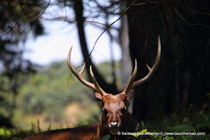 Sri Lankan Sambar Deer Stag enjoys its Afternoon Siesta at Horton