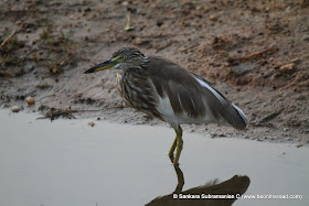 Indian Pond Heron