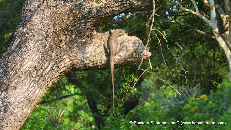 Land Monitor lizard hanging on the tree trunk