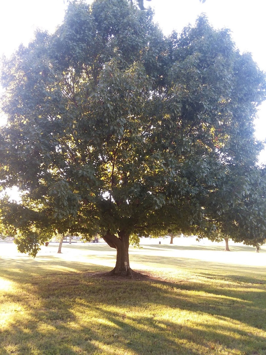 Shumard Oak