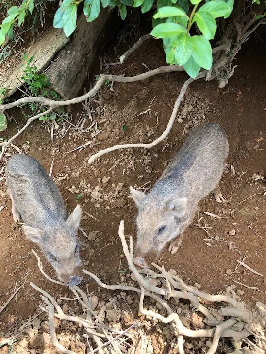 「♯私の秋」のメインビジュアル