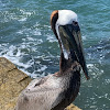 Eastern Brown Pelican