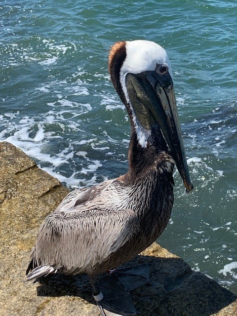 Eastern Brown Pelican