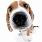 Cover Image of डाउनलोड Cute Dog Sniffs Live Wallpaper 4.1 APK