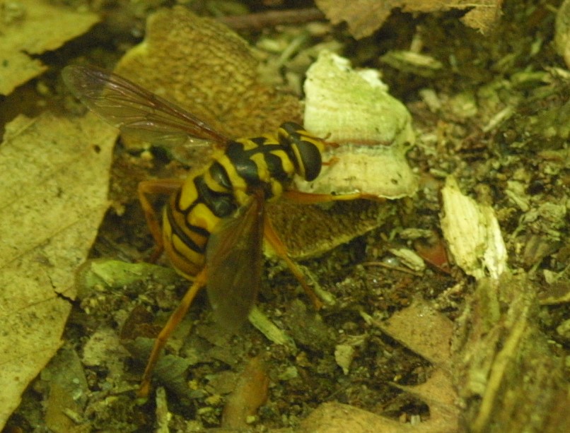 Yellowjacket Hover Fly