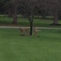 Whitetail Deer