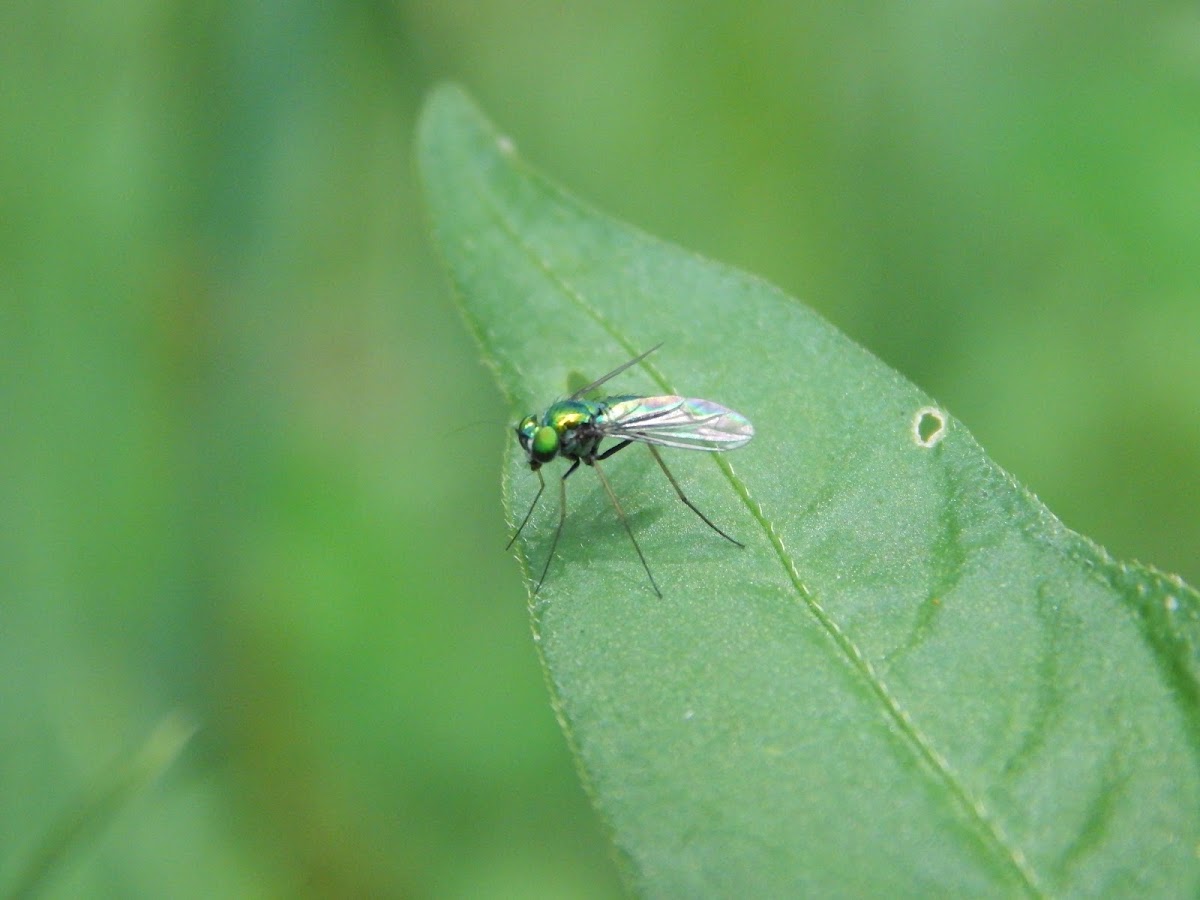 Long-legged Fly