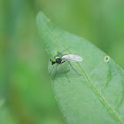 Long-legged Fly